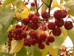 Яблоня сибирская (ягодная) декоративная