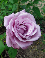 Роза чайно-гибридная Шарль де Голль 1 шт