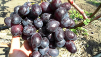 Саженцы винограда сорт Матадор от компании Летняя Ягода купить в городе Волгоград