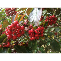 Плоды  
Боярышника  сливолистного (Crataegus х prunifolia)