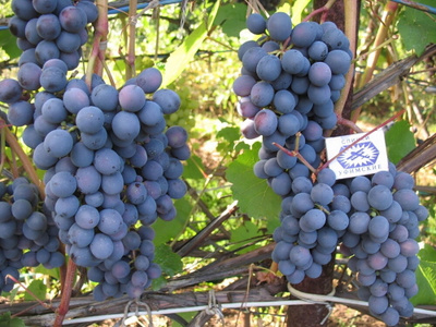 Саженцы винограда сорт Витязь от компании Летняя Ягода купить в городеВолгоград
