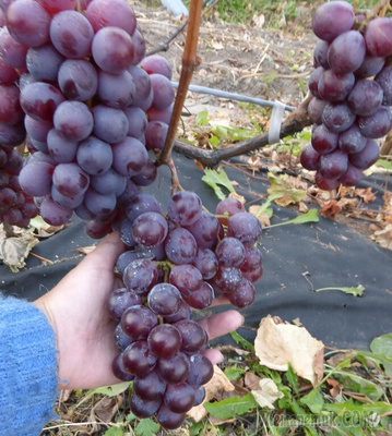 Саженцы винограда сорт Изабелла крупноплодная от компании Летняя Ягода  купить в городе Волгоград