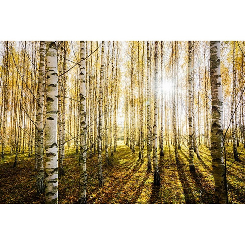 Фотообои Студия фотообоев Солнечные лучи в лесу