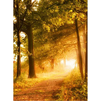 Фотообои Студия фотообоев Осенняя аллея