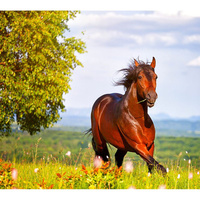 Фотообои Студия фотообоев Скачущая лошадь