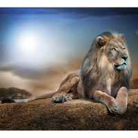 Фотообои Студия фотообоев Лев на камне
