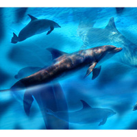 Фотообои Студия фотообоев Дельфины