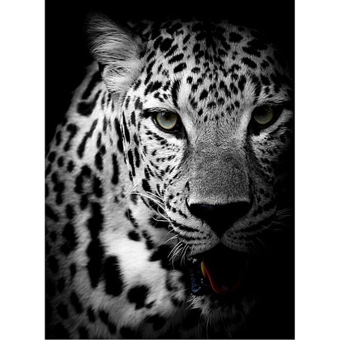 Фотообои Студия фотообоев Леопард