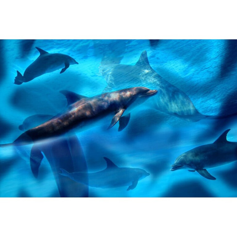 Фотообои Студия фотообоев Дельфины