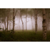 Фотообои Студия фотообоев В тумане