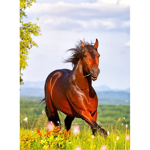 Фотообои Студия фотообоев Скачущая лошадь