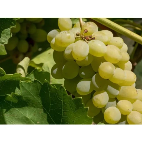 Виноград «Настя Аркадия» C2 высота 60-80 см ВСЕ В САД Саженец ЗКС