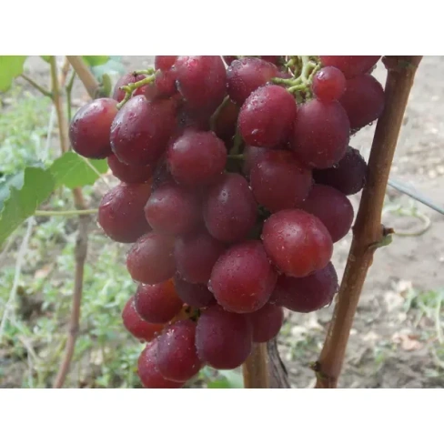 Виноград «Восторг красный» C2 высота 60-80 см ВСЕ В САД Саженец ЗКС