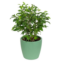 Растение Фикус бенджамина Наташа в круглом кашпо зеленого цвета (25-35 см)