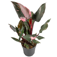 Растение Филодендрон розовая принцесса в технологическом кашпо (20-30 см)