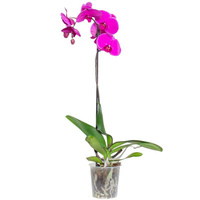 Растение Орхидея фаленопсис Фиолетовый цветок с круглым горшком прозрачного цвета(60-70 см)