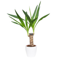 Растение Юкка в круглом кашпо белого цвета (40-45 см)
